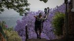 Kota Johannesburg Afrika Diselimuti Bunga Jacaranda, Indah Banget