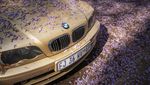Kota Johannesburg Afrika Diselimuti Bunga Jacaranda, Indah Banget
