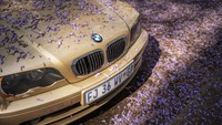 Nama bunga Jacaranda sebetulnya adalah nama genus yang menjadi nama umum dari tanaman tersebut.