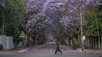 Kota Johannesburg Afrika Diselimuti Bunga Jacaranda, Indah Banget