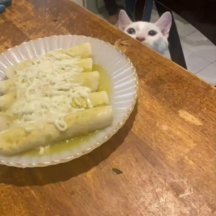 Apes! 10 Netizen Gagal Makan Gegara Hewan Peliharaannya