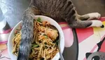 Apes! 10 Netizen Gagal Makan Gegara Hewan Peliharaannya