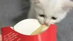 Apes! 10 Netizen Gagal Makan Gegara Hewan Peliharaannya