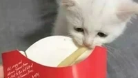 Potongan kentang goreng terakhir seharusnya menjadi penutup yang paling menyenangkan. Hanya ditinggal mengobrol sebentar, potongan kentang terakhir milik netizen ini raib diambil kucingnya. Foto: Instagram/cursed.aesthetic