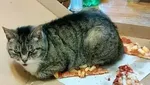 Apes! 10 Netizen Gagal Makan Gegara Hewan Peliharaannya