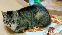 Marah karena tak dibagi makanan, kucing peliharaan ini boikot pizza milik tuanggan. Dua iris pizza dengan nyaman didudukinya dan dijaga dengan ketat. Foto: Instagram/cursed.aesthetic