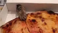 Menyimpan makanan di dalam kardus ternyata tidak menjamin keamanannya. Kaki kucing yang kecil ini berhasil masuk ke lubang kardus pizza dan mencuri satu iris pizza yang sedang disantap. Foto: Instagram/cursed.aesthetic