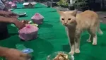 Apes! 10 Netizen Gagal Makan Gegara Hewan Peliharaannya
