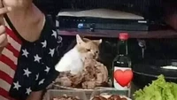 Makan malam bersama teman-teman pasti menyenangkan. Tetapi karena terlalu asyik mengobrol, netizen ini tak sadar seekor ayam panggang miliknya hanya tersisa tulang setelah dihabiskan oleh kucing liar ini.Foto: Instagram/cursed.aesthetic