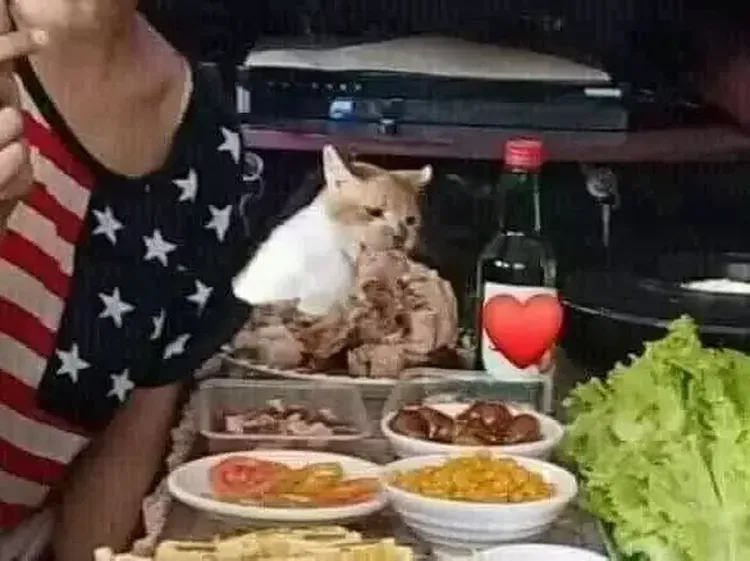 Apes! 10 Netizen Gagal Makan Gegara Hewan Peliharaannya