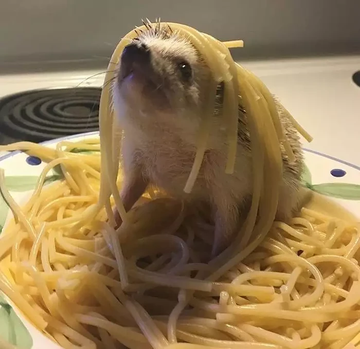 Apes! 10 Netizen Gagal Makan Gegara Hewan Peliharaannya
