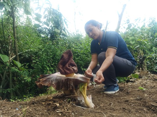 Nyoman Agustini berfoto di dekat bunga bangkai jenis suweg di area Toga Land milik Universitas Bali Internasional, Tonja, Denpasar, Bali, Senin (31/10/2022). (Ni Made Lastri Karsiani Putri/detikBali)