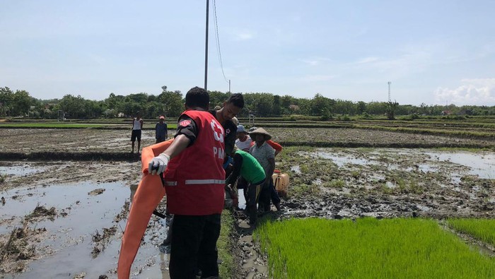 Petugas saat melakukan evakuasi petani tewas di areal persawahan Desa Kedungupit, Kecamatan/Kabupaten Sragen, Senin (31/10/2022).