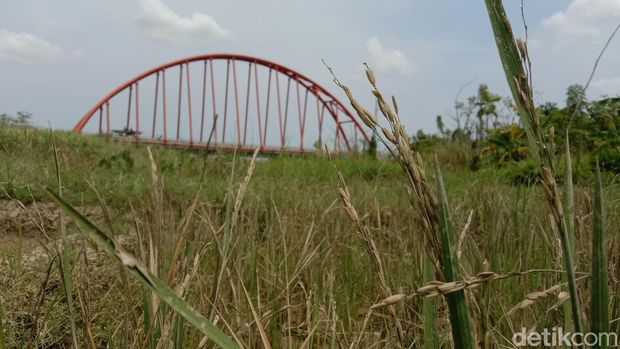 Sawah d iatas tanah sedimentasi sungai Cimanuk Baru Indramayu