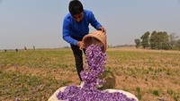 Seorang petani mengumpulkan bunga ungu yang sudah dipetik.