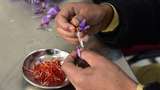 Tahu Saffron? Ternyata Begini cara Panennya
