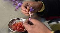 Penampakan hasil kelopak ungu yang dinamakan saffron. Saffron menjadi salah satu rempah-rempah paling mahal dan dicari di dunia.