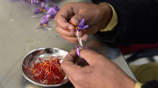 Tahu Saffron? Ternyata Begini cara Panennya