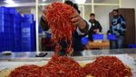 Tahu Saffron? Ternyata Begini cara Panennya