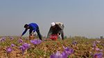 Tahu Saffron? Ternyata Begini cara Panennya