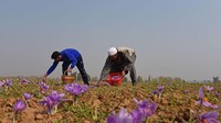 Petani memetik bunga berwarna ungu di hamparan luas ladang yang subur di Kashmir, India, Minggu (30/10/2022).