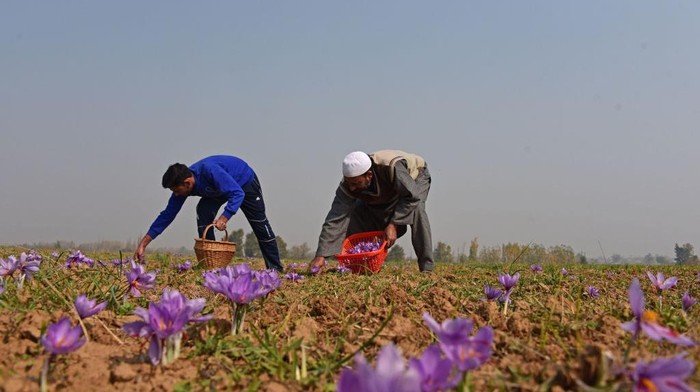 Tau Saffron? Ternyata Begini cara Panennya Petani memetik bunga berwarna ungu di hamparan luas ladang yang subur di Kashmir, India, Minggu (30/10/2022).
