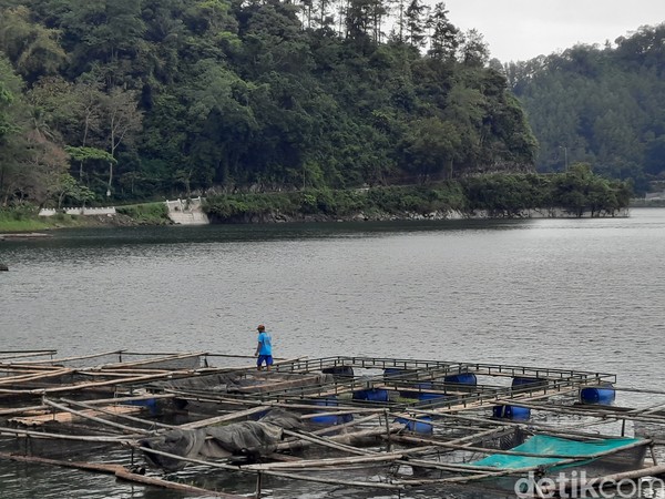 Di Telaga Ngebel, traveler juga dapat menemukan keramba ikan milik masyarakat. Di sana mereka membudidayakan ikan nila dan gurame. Sementara itu, satwa endemik di Telaga Ngebel adalah ikan ngongo. Foto: Putu Intan/detikcom Di Telaga Ngebel, traveler juga dapat menemukan keramba ikan milik masyarakat. Di sana mereka membudidayakan ikan nila dan gurame. Sementara itu, satwa endemik di Telaga Ngebel adalah ikan ngongo. Foto: Putu Intan/detikcom
