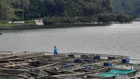 Di Telaga Ngebel, traveler juga dapat menemukan keramba ikan milik masyarakat. Di sana mereka membudidayakan ikan nila dan gurame. Sementara itu, satwa endemik di Telaga Ngebel adalah ikan ngongo. Foto: Putu Intan/detikcom