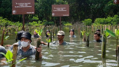 Aksi Nyata Restorasi Ekologi dan Ketahanan Iklim lewat Penanaman Mangrove