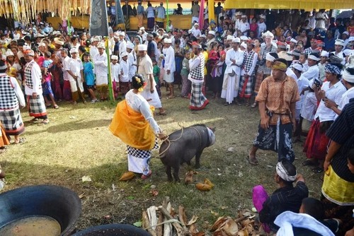 Aktivitas masyarakat adat di Desa Sudaji, Buleleng, Bali.