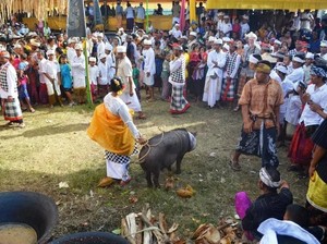 Berkat Dewi-Devi, Desa Sudaji Buleleng Raih Anugerah Desa Wisata Maju