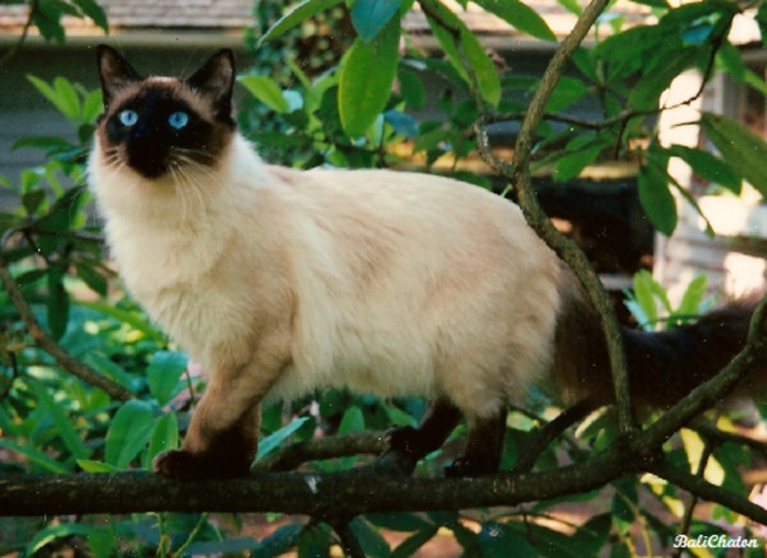 Kucing Bali.