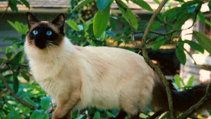 Kucing Bali.