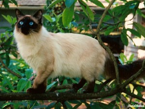 Sering Masuk ke Tempat Sempit, Ternyata Kucing Punya Kemampuan Ini