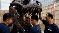 Fosil T-Rex langka ini ditampilkan kepada publik menjelang dilelang di Hong Kong pada November mendatang.