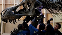 Pekerja merakit kerangka dinosaurus Tyrannosaurus rex atau T-Rex sebelum dipamerkan di Victoria Theatre & Concert Hall, Singapura, Kamis, (27/10/2022).