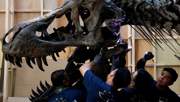 Melihat Perakitan Fosil T-Rex yang Dipamerkan di Singapura Shen the T. rex, a 1.4 tonne Tyrannosaurus Rex dinosaur skeleton that is being offered for auction by Christie's, is assembled for display at the Victoria Theatre & Concert Hall in Singapore October 27, 2022. REUTERS/Edgar Su