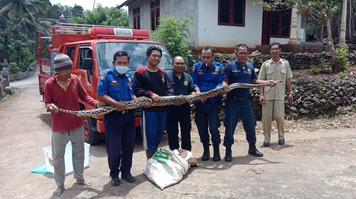 Petugas Damkar saat mengevakuasi ular jenis sanca dengan panjang sekitar 4 meter di Semanu, Gunungkidul, Selasa (1/11/2022).