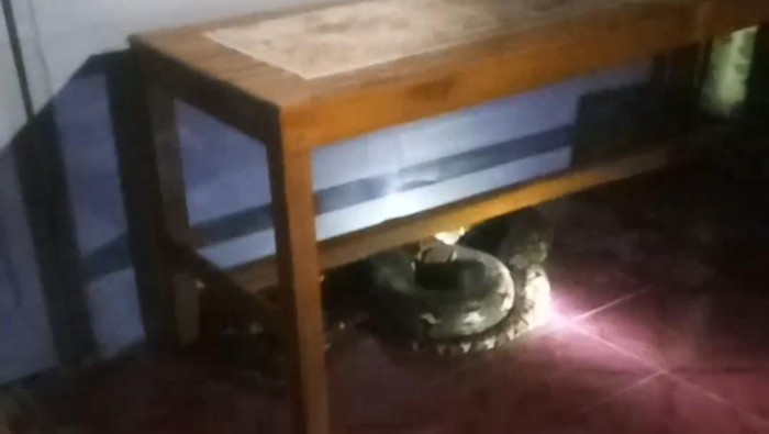 Piton 5 meter ngumpet di rumah warga Gresik