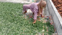 Dipercaya konsumsi daun kelor secara rutin bisa meringankan gejala stroke, melancarkan peredaran darah dan kurangi kolesterol dan manfaat lainnya.
