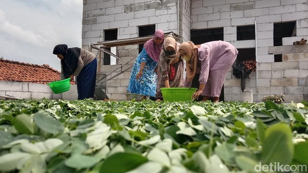 Melihat Emak-emak Indramayu Olah Teh Daun Kelor yang Tembus Asia