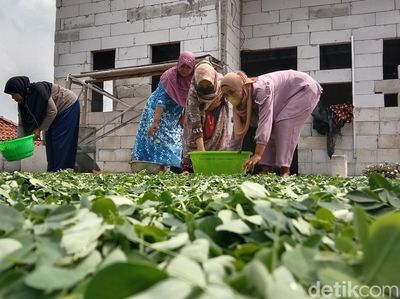 Melihat Emak-emak Indramayu Olah Teh Daun Kelor yang Tembus Asia