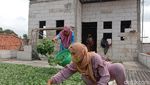 Melihat Emak-emak Indramayu Olah Teh Daun Kelor yang Tembus Asia