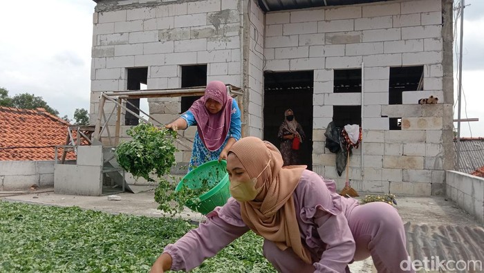 Proses pengolahan teh daun kelor di Indramayu