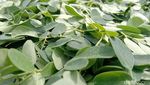 Melihat Emak-emak Indramayu Olah Teh Daun Kelor yang Tembus Asia