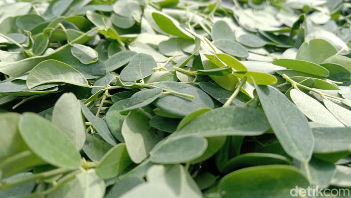 Proses pengolahan teh daun kelor di Indramayu Proses pengolahan teh daun kelor di Indramayu