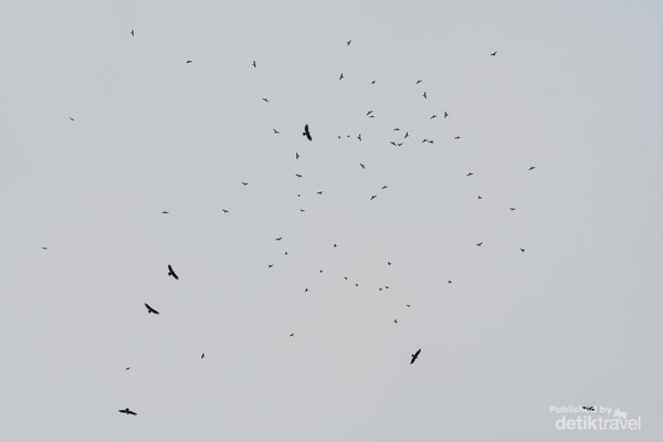 Burung pemangsa atau raptor migran terekam kamera diatas Puncak Sempur. Foto Sanggabuana Wildlife Ranger, RS