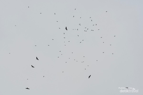 Burung pemangsa atau raptor migran terekam kamera diatas Puncak Sempur. Foto Sanggabuana Wildlife Ranger, RS Burung pemangsa atau raptor migran terekam kamera diatas Puncak Sempur. Foto Sanggabuana Wildlife Ranger, RS