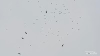 Burung pemangsa atau raptor migran terekam kamera diatas Puncak Sempur. Foto Sanggabuana Wildlife Ranger, RS