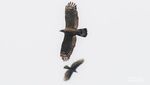 Hunting Foto ke Puncak Sempur: Motret Burung Pemangsa